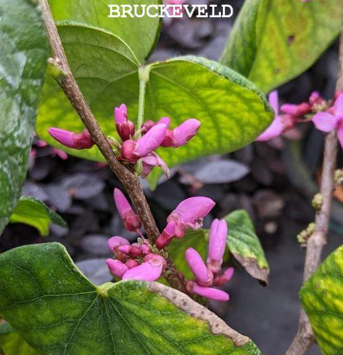 Cercis chinensis 'Avondale'