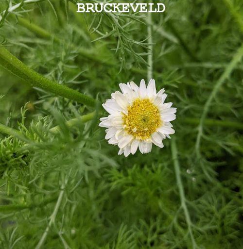 Chamaemelum nobile 'Ligulosum' roomse kamille