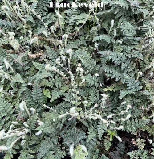 Cheilanthes lanosa