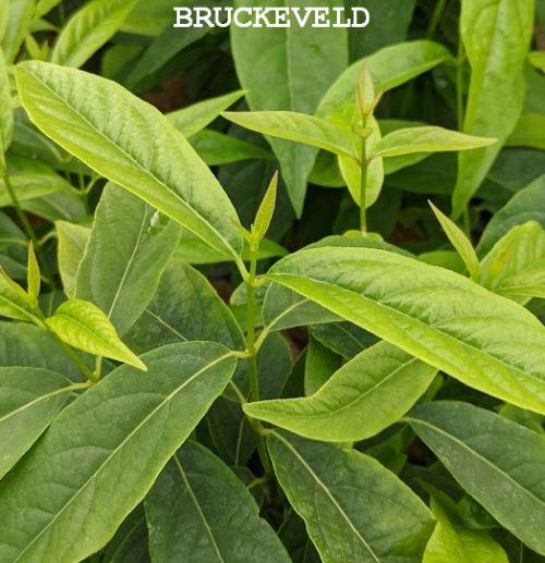 Chimonanthus praecox