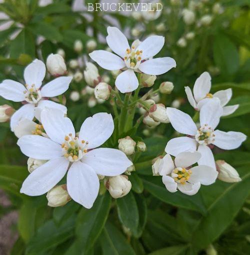 Choisya ternata
