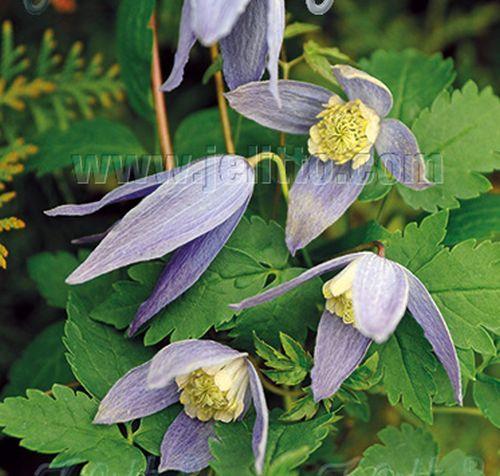 Clematis alpina