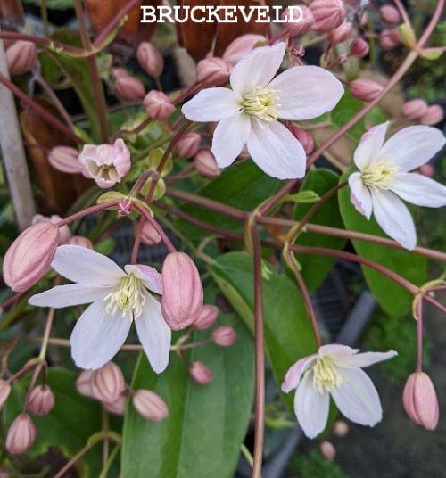 Clematis armandii  'Rubra'