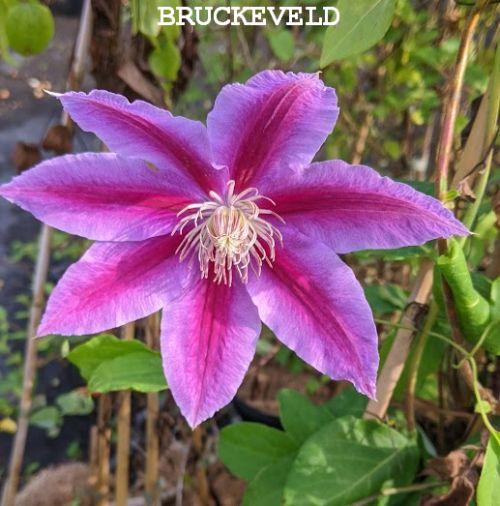 Clematis  'Dr Ruppel'