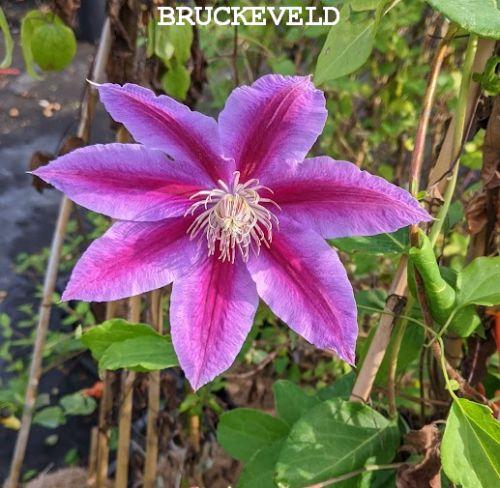 Clematis  'Dr Ruppel'