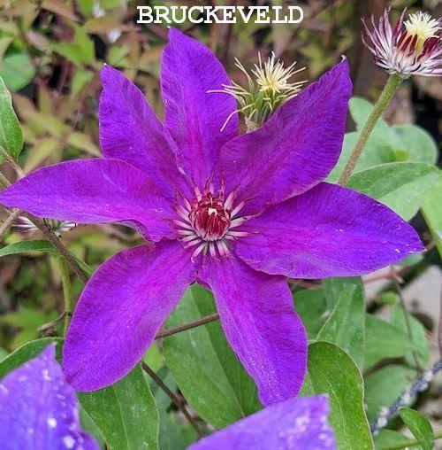 Clematis  'Jackmanii'