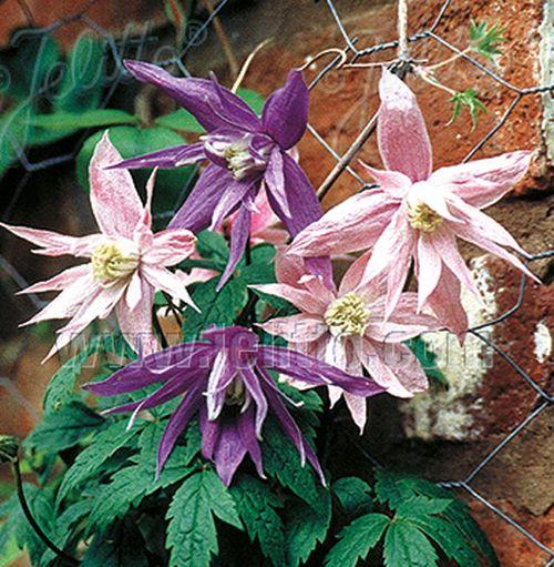 Clematis macropetala