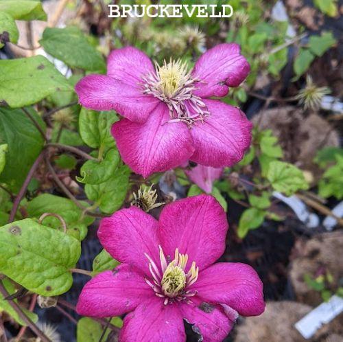 Clematis  'Ville de Lyon'
