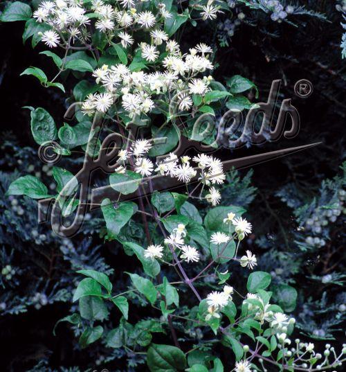 Clematis vitalba