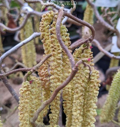 Corylus avellana 'Contorta'