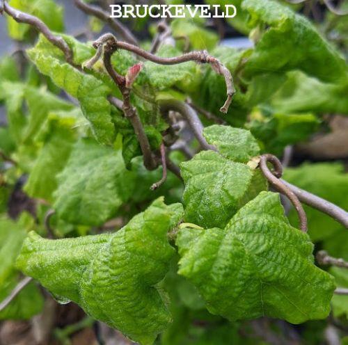 Corylus avellana 'Contorta'