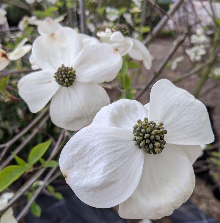 Cornus 'Eddie's White Wonder'