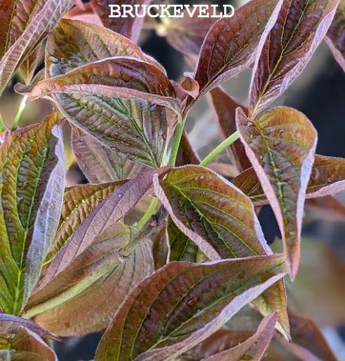 Cornus florida