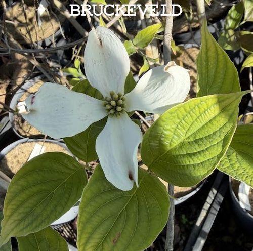 Cornus florida