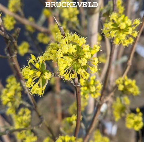 Cornus mas
