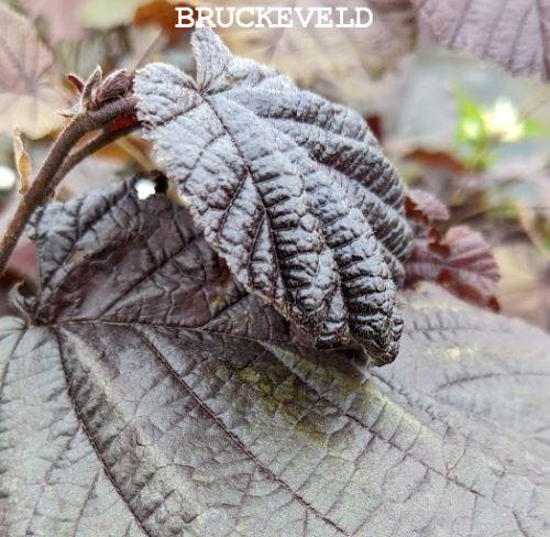 Corylus maxima 'Purpurea'   HAZELNOOT