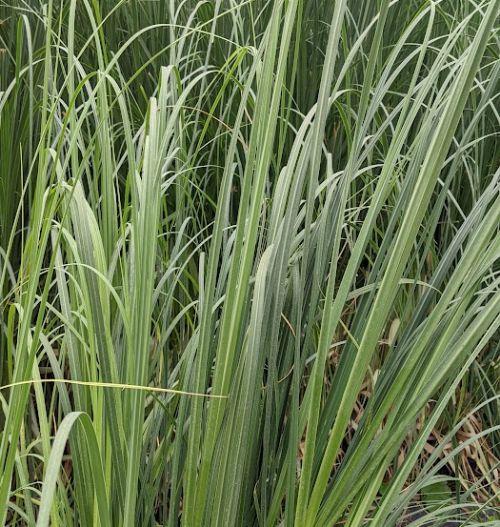 Cortaderia selloana 'Rosea'