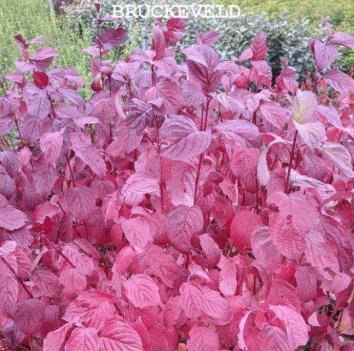 Cornus alba 'Sibirica'