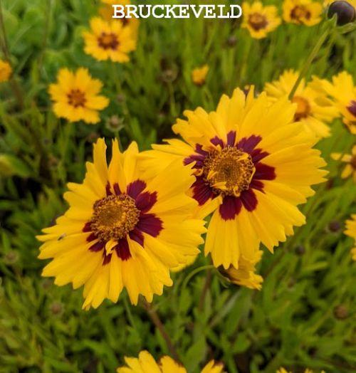 Coreopsis lanceolata 'Sterntaler'