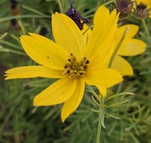 Coreopsis verticillata