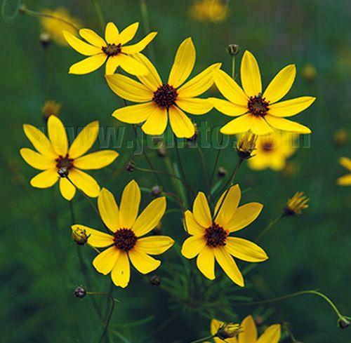 Coreopsis verticillata