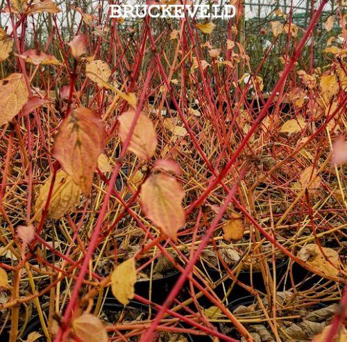 Cornus sanguinea 'Winter Beauty'
