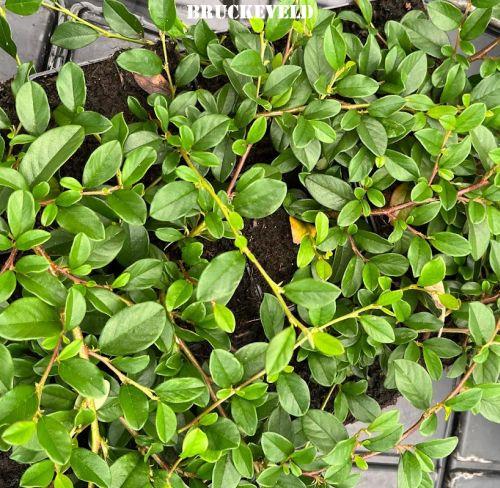 Cotoneaster dammeri 'Major'