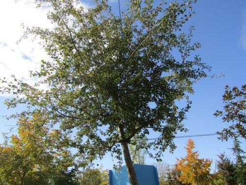 Crataegus monogyna (meidoorn)
