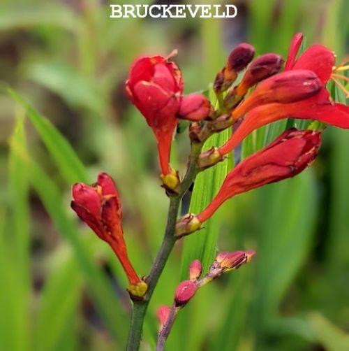 Crocosmia 'Dragonfire'