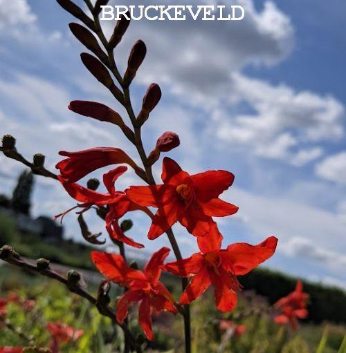 Crocosmia 'Hellfire'