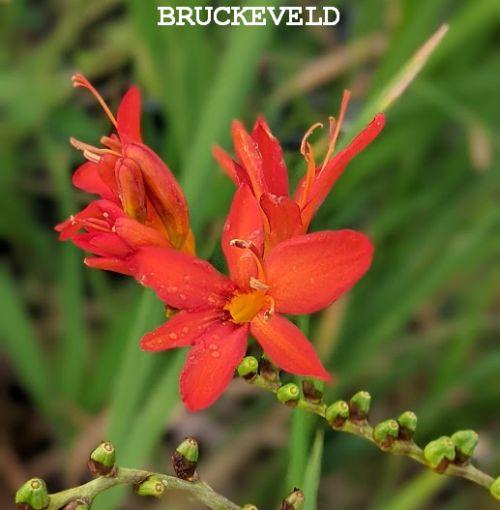 Crocosmia 'Mistral'