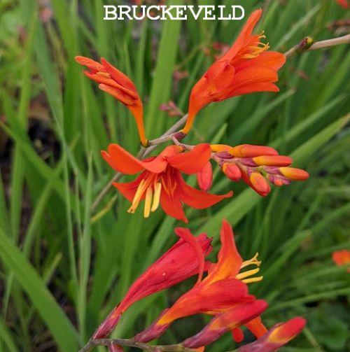 Crocosmia 'Princess'