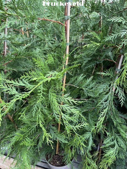 Cupressocyparis leylandii 2001