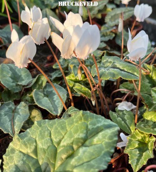 Cyclamen hederifolium 'Perlenteppich'