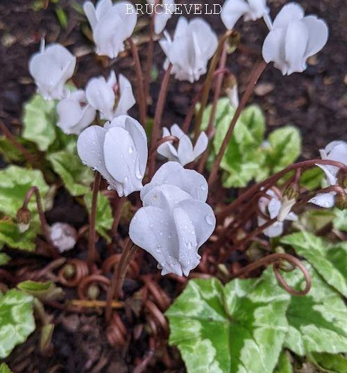 Cyclamen hederifolium 'Perlenteppich'