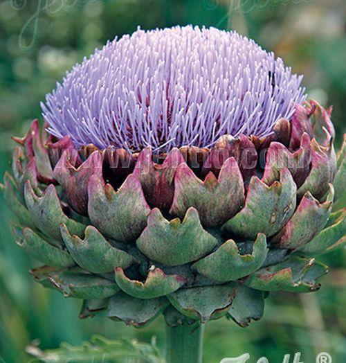 Cynara scolymus artisjok (Green Globe)