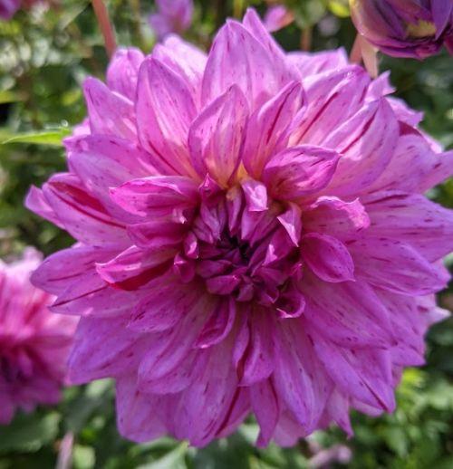 Dahlia 'American Dream'