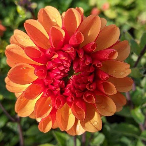 Dahlia 'American Sunset'