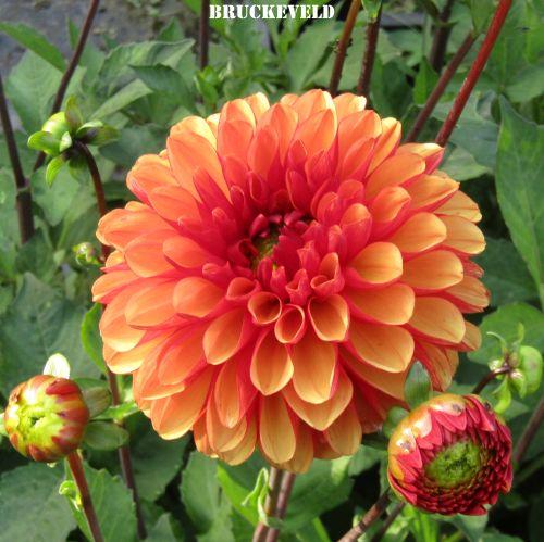Dahlia 'American Sunset'