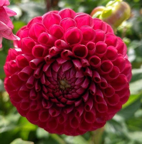 Dahlia 'Cornel'