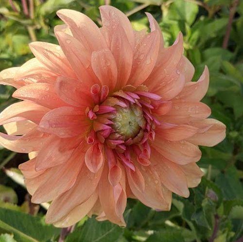 Dahlia 'Hercules'
