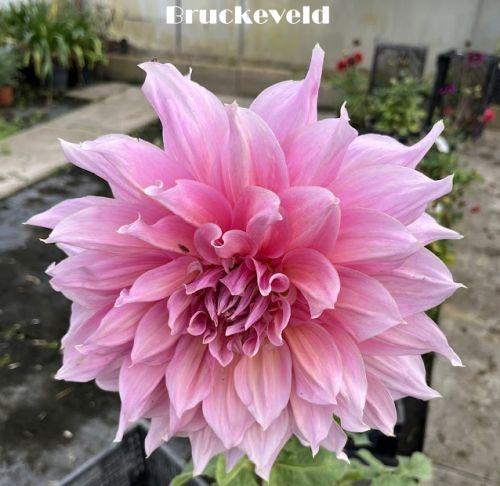 Dahlia 'Islander'
