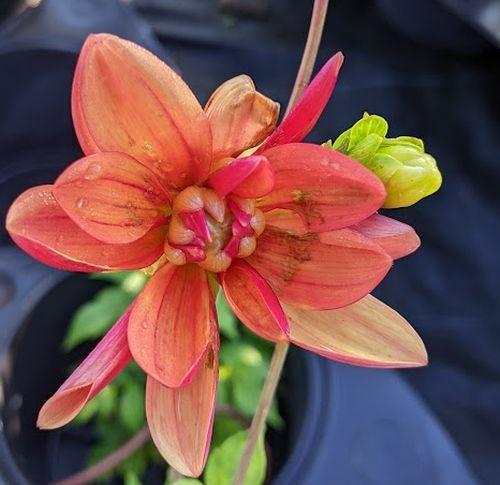 Dahlia 'Jescot Julie'