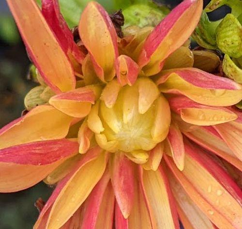 Dahlia 'Jescot Julie'