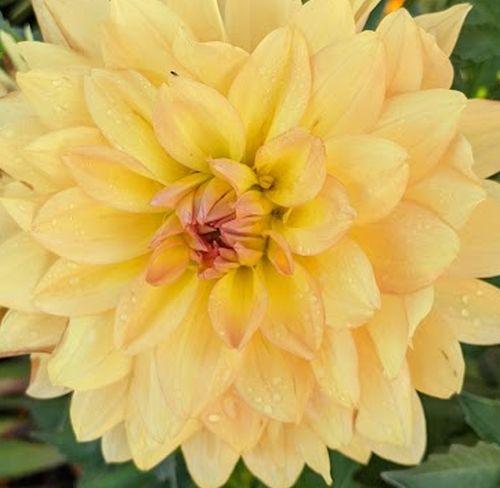 Dahlia 'Karma Gold'