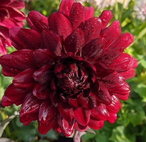 Dahlia 'Karma Choc'®