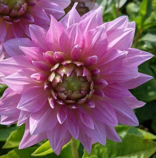 Dahlia 'Lavender Perfection'