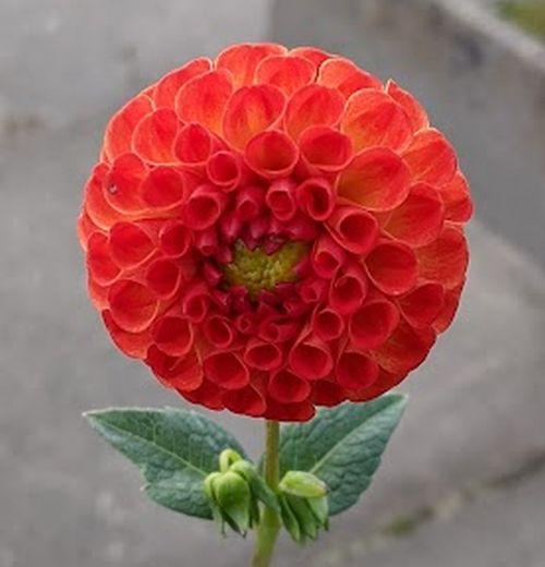Dahlia 'New Baby'