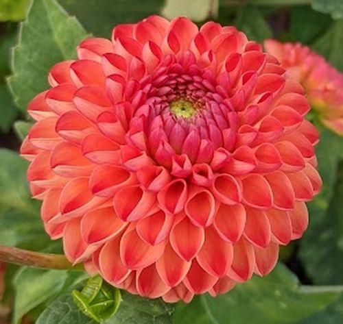 Dahlia 'New Baby'