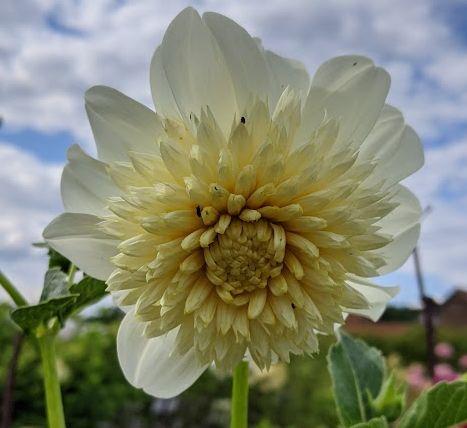 Dahlia 'Platinum Blonde'